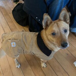 Carhartt Tan Dog Jacket with Black Collar